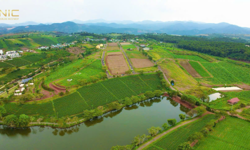 Cơ hội vàng: Lô đất 5x20m tại đồi chè Tâm Châu, tiềm năng sinh lời cao!