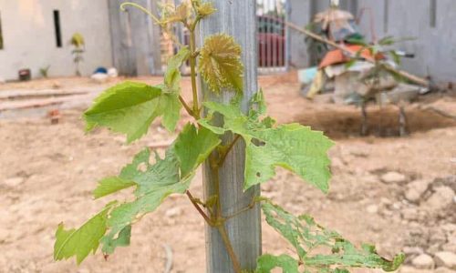 Cần bán lô đất vườn 840m2 thôn ninh an. Xã bà nà . Thành phố đà nẵng